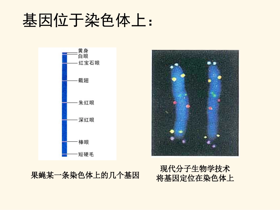 基因是具有遗传效应的DNA片段[15页]_第2页