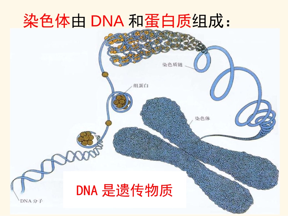 基因是具有遗传效应的DNA片段[15页]_第3页