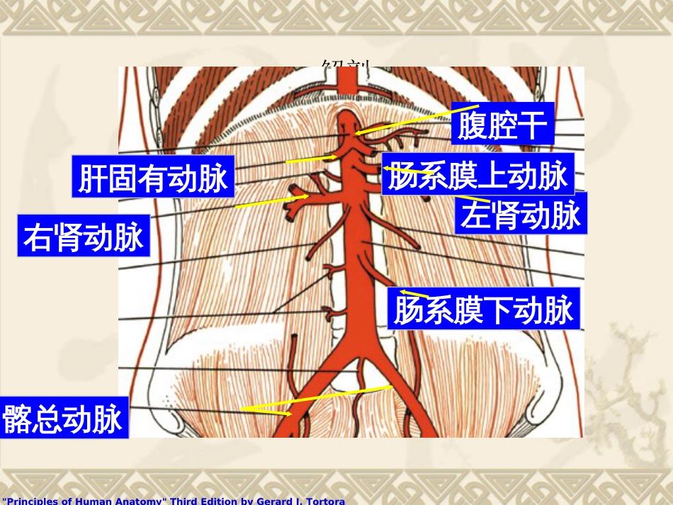 腹主动脉瘤之介入治疗[64页]_第3页