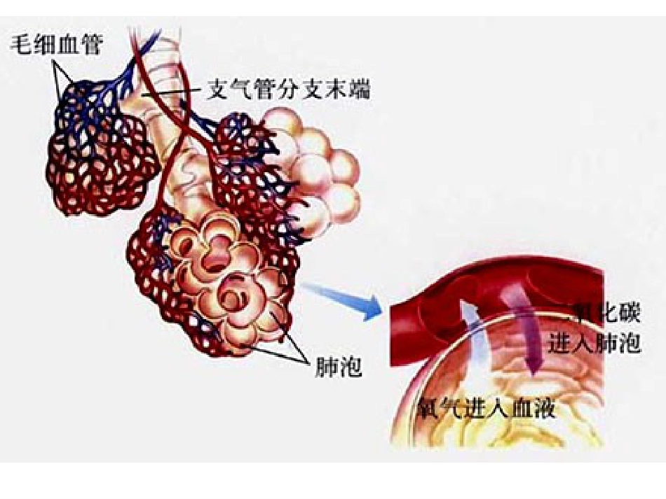 生理学第五章呼吸[共109页]_第3页