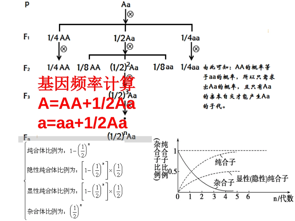 一轮复习——自交与自由交配专题[19页]_第3页