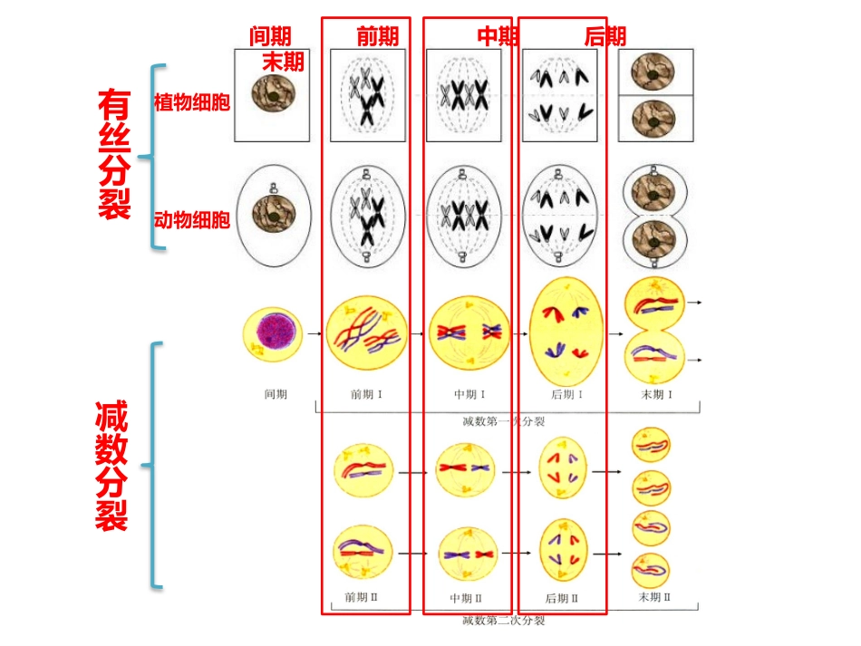 细胞分裂图形辨析及配子多样性_第2页