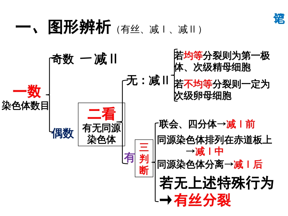 细胞分裂图形辨析及配子多样性_第3页