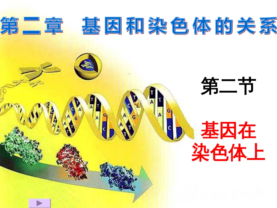 基因在染色体上[36页]_第1页