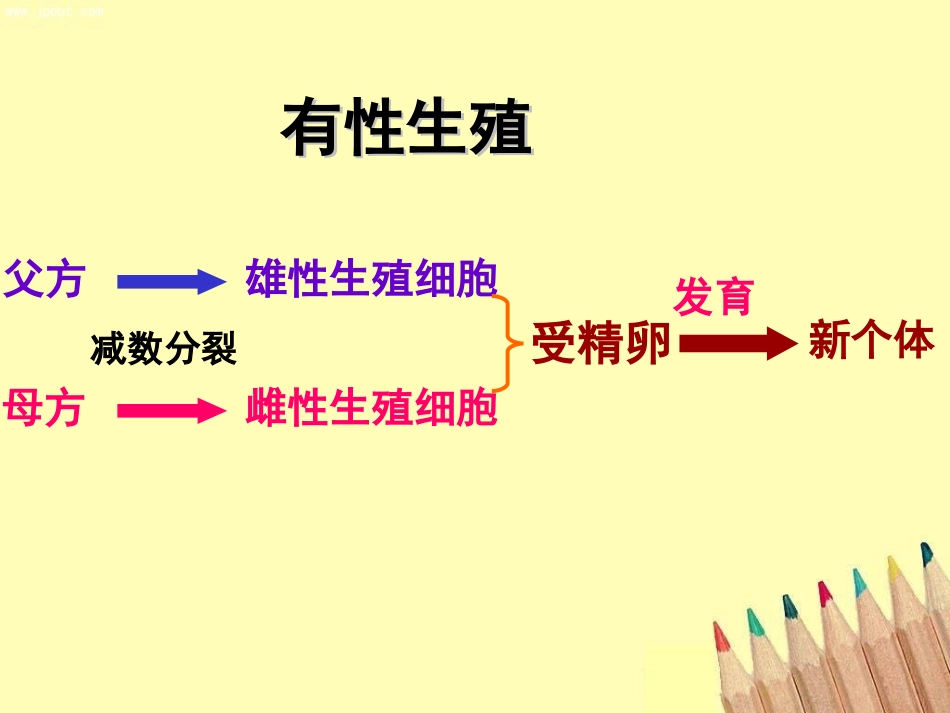 高中生物人教版减数分裂_第3页