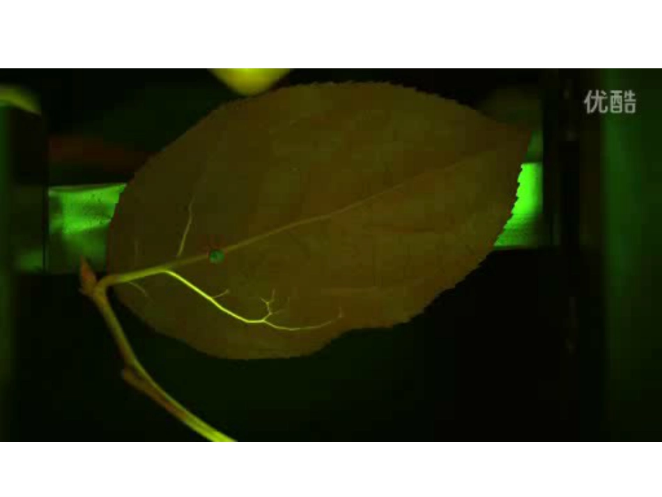 人教版二年级美术第八课《叶子上的小血管》_第2页