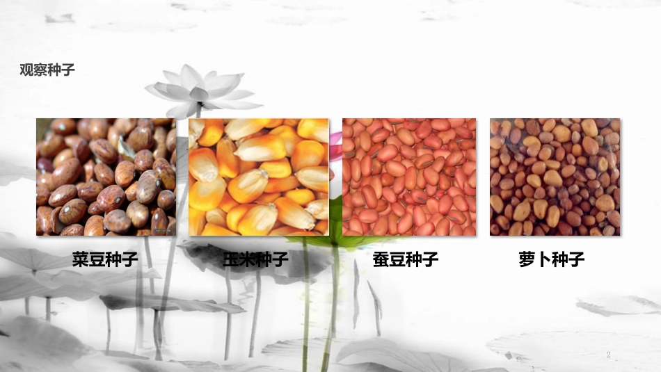 七年级生物上册 第三单元 第一章 第二节《种子植物》课件 （新版）新人教版(1)_第2页