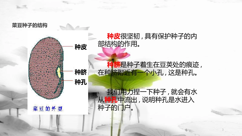 七年级生物上册 第三单元 第一章 第二节《种子植物》课件 （新版）新人教版(1)_第3页