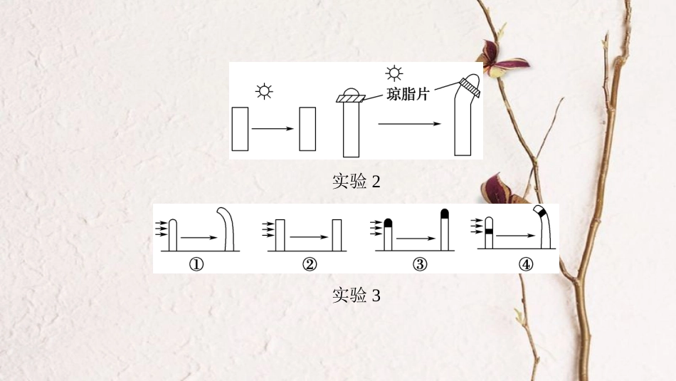 高三生物一轮复习 第8单元 第5讲 植物的激素调节课件 新人教版必修3(1)_第3页
