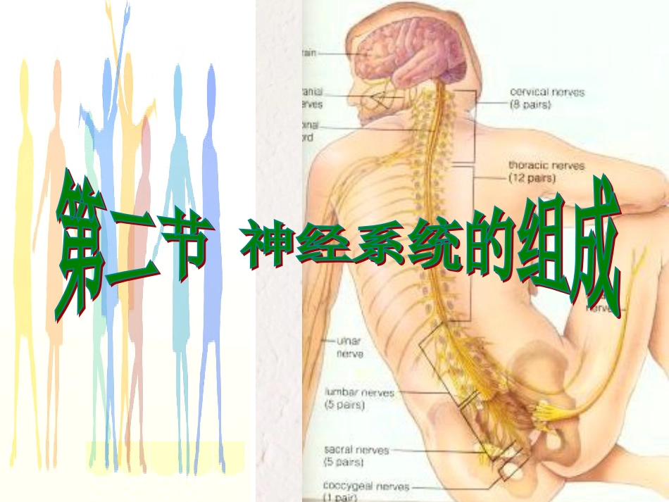 七年级生物下册 第4单元 第6章 第2节 神经系统的组成课件 （新版）新人教版_第3页