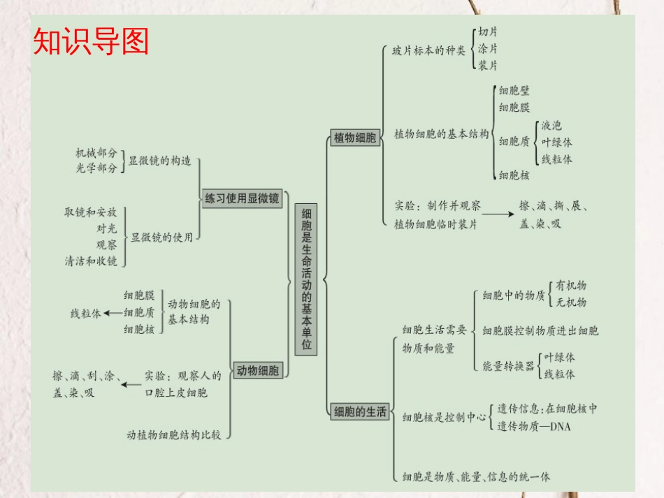 广东省中考生物 第二单元 生物体的结构层次 第一章 细胞是生命活动的基本单位课件_第3页