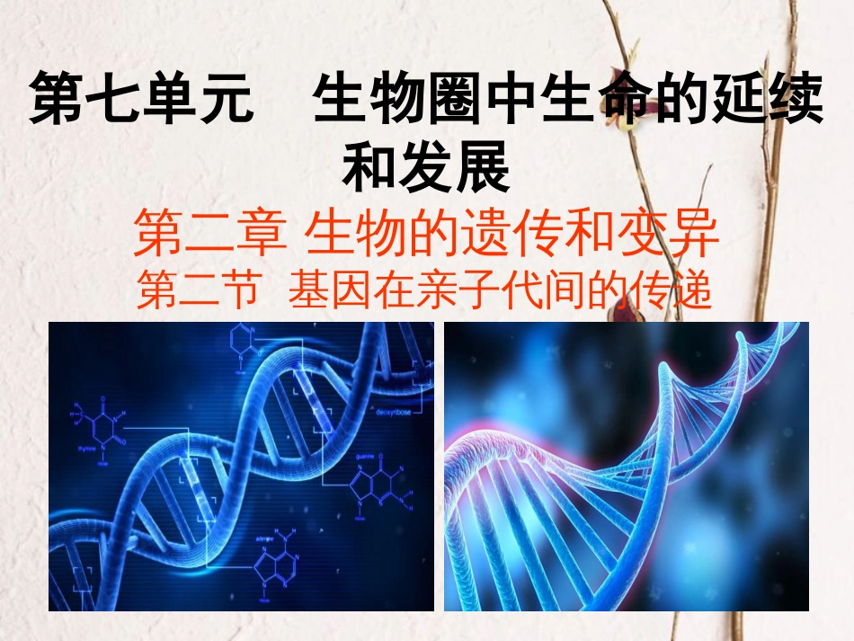 八年级生物下册 7.2.2 基因在亲子代间的传递教学课件 （新版）新人教版_第1页