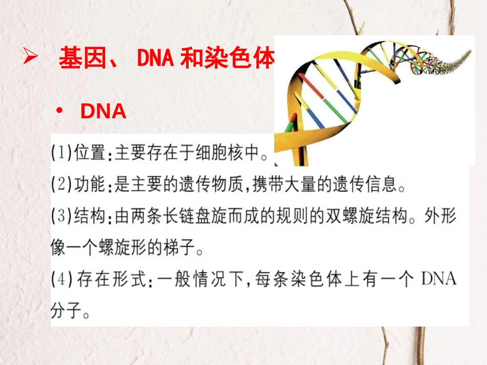 八年级生物下册 7.2.2 基因在亲子代间的传递教学课件 （新版）新人教版_第2页