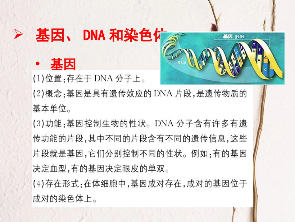 八年级生物下册 7.2.2 基因在亲子代间的传递教学课件 （新版）新人教版_第3页