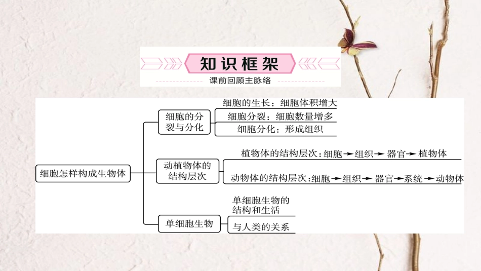 （泰安专版）中考生物总复习 七上 第二单元 第二章 细胞怎样构成生物体教材梳理课件_第2页