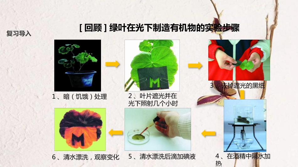 七年级生物上册 第三单元 第五章 第一节《光合作用吸收二氧化碳释放氧气》课件 （新版）新人教版(1)_第2页