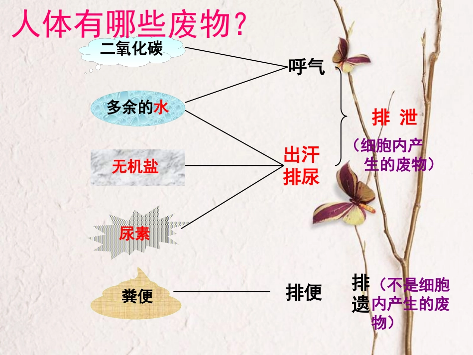 七年级生物下册 第4单元 第5章 人体内废物的排出课件 （新版）新人教版(1)_第2页