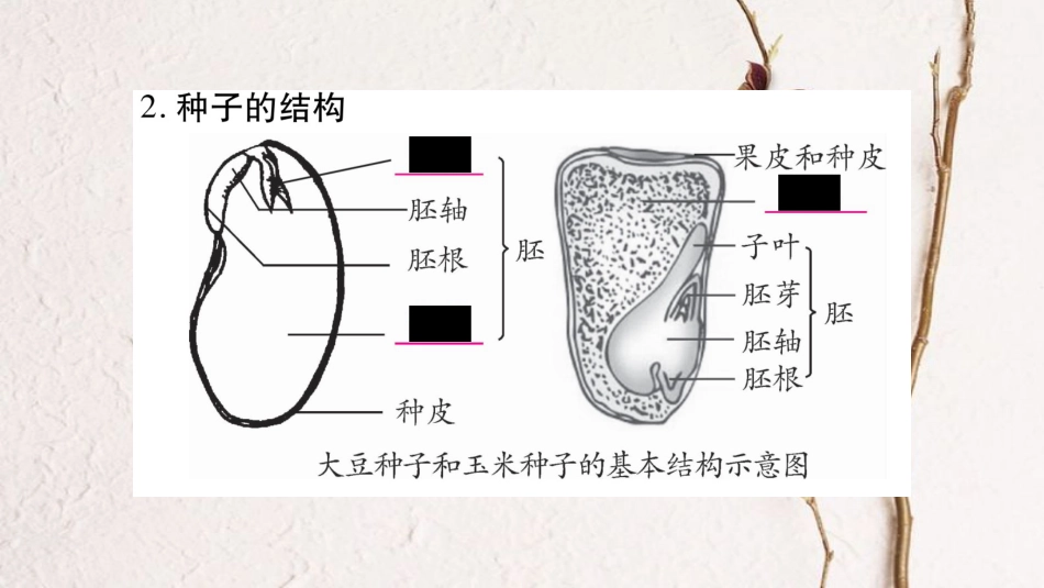 中考生物总复习 教材考点梳理 七上 第3单元 生物圈中的绿色植物 第6、7章课件 北师大版_第3页