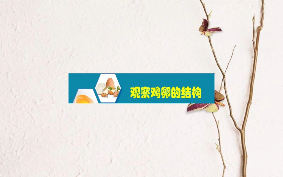 八年级生物下册 第七单元 第一章 第四鸟的生殖和发育 观察鸡卵的结构实验创新说课课件 （新版）新人教版(1)_第1页