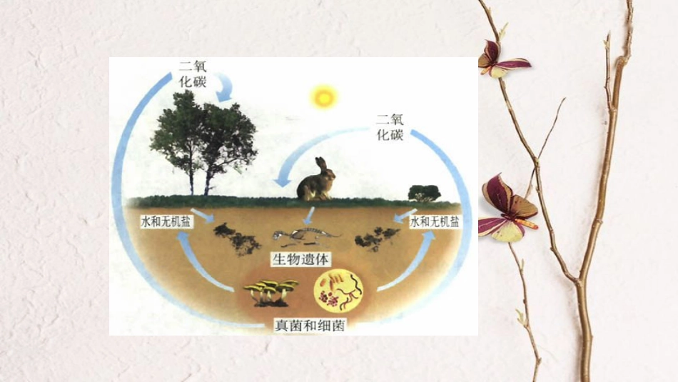 广东省河源市八年级生物上册 期末复习（二）课件 新人教版_第3页