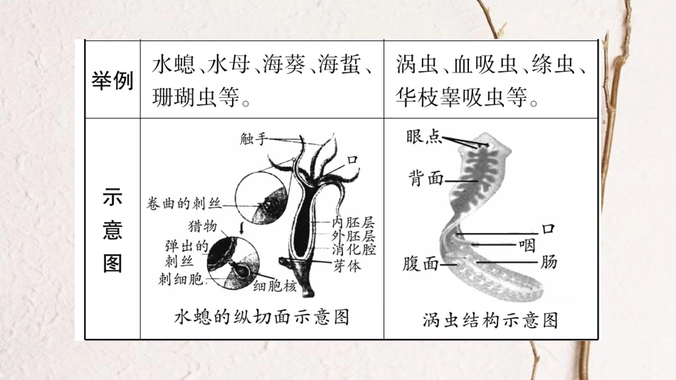 中考生物总复习 教材考点梳理 八上 第5单元 第1章 动物的主要类群课件 新人教版_第3页