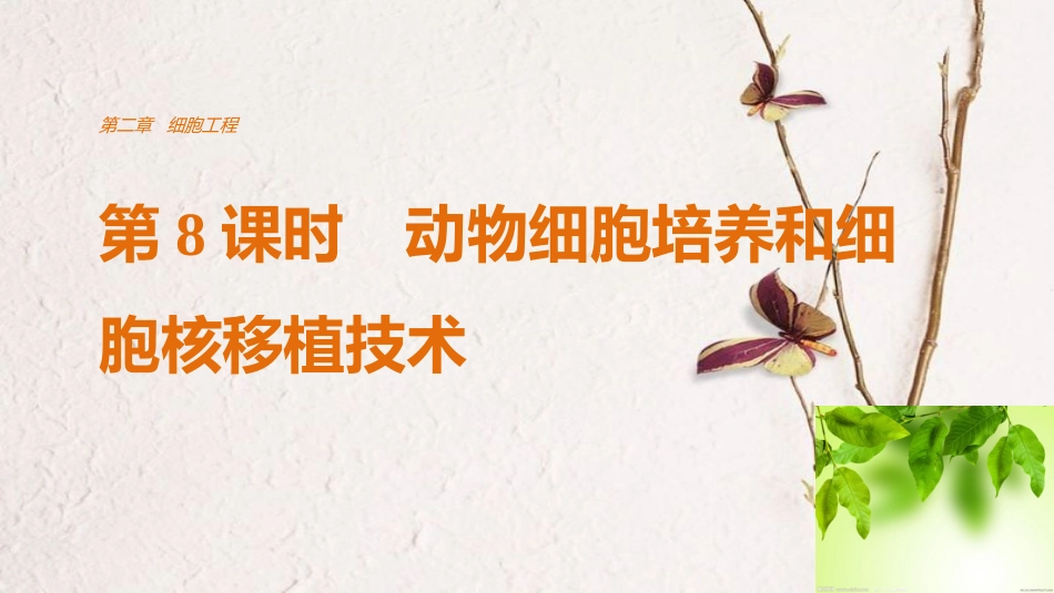 高中生物 第二章 细胞工程 第8课时 动物细胞培养和细胞核移植技术课件 苏教版选修3_第1页