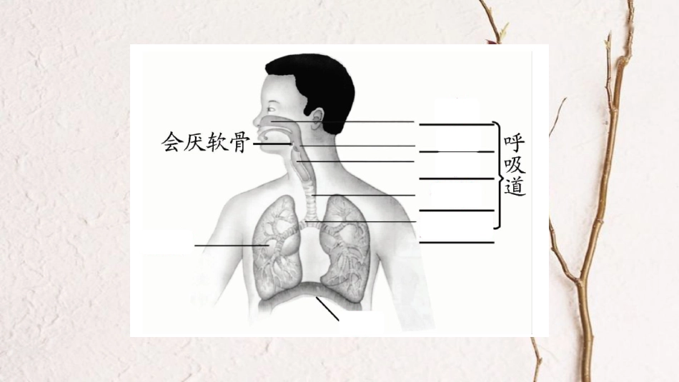 七年级生物下册 第四单元 第3章人体的呼吸习题课件 （新版）新人教版_第3页