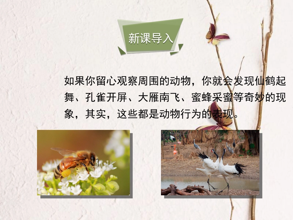 广东省深圳市八年级生物上册 16.2动物行为的主要类型课件 （新版）北师大版_第3页