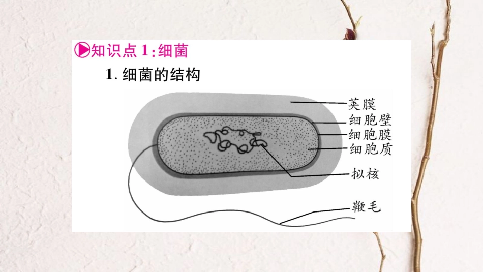 中考生物总复习 八上 第5单元 微生物的生活教材考点梳理课件 冀教版_第2页