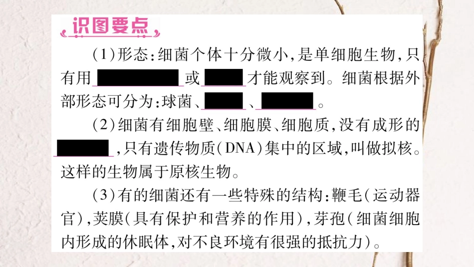 中考生物总复习 八上 第5单元 微生物的生活教材考点梳理课件 冀教版_第3页