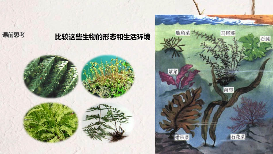 七年级生物上册 第三单元 第一章 第一节《藻类、苔藓和蕨类植物》课件 （新版）新人教版_第3页