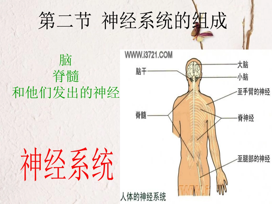 吉林省长春市七年级生物下册 4.6.2神经系统的组成课件1 新人教版(1)_第2页