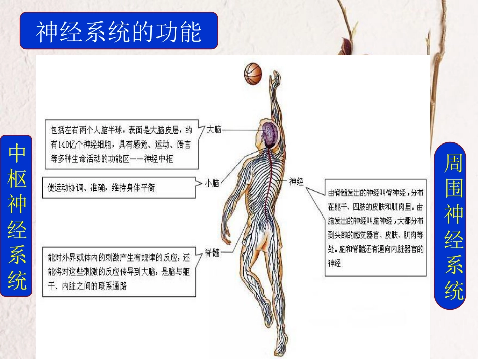 吉林省长春市七年级生物下册 4.6.2神经系统的组成课件1 新人教版(1)_第3页