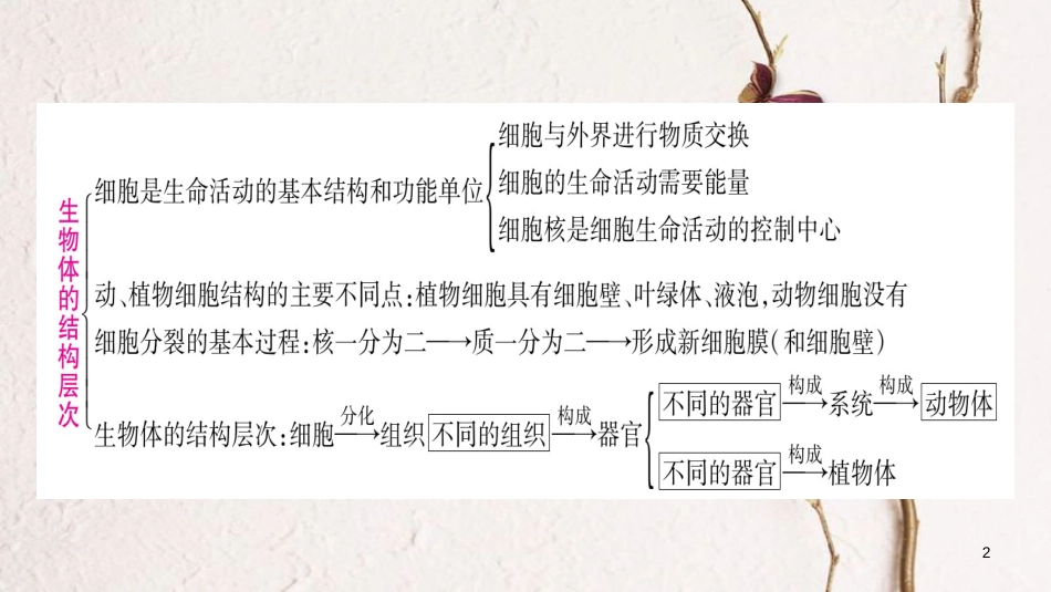 中考生物总复习 知能综合突破 专题1 生物的结构层次课件(1)_第2页