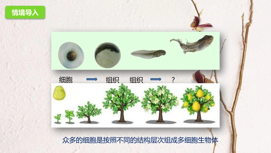 七年级生物上册 1.2.3多细胞生物体的结构层次课件 （新版）济南版(1)_第2页