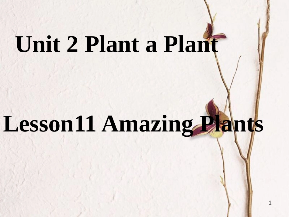 八年级英语下册 Unit 2 Plant a Plant Lesson 11 Amazing Plants课件 （新版）冀教版(1)_第1页