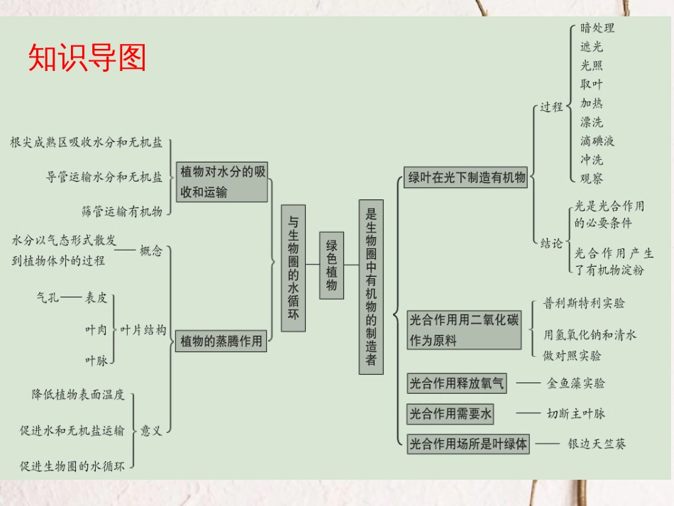 广东省中考生物 第三单元 生物圈中的绿色植物 第三章 第四章 绿色植物与生物圈的水循环 光合作用的相关实验课件(1)_第3页