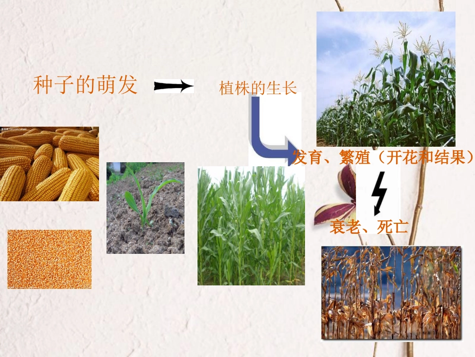 七年级生物上册 2.5.1 植物种子的萌发课件 （新版）苏教版_第2页