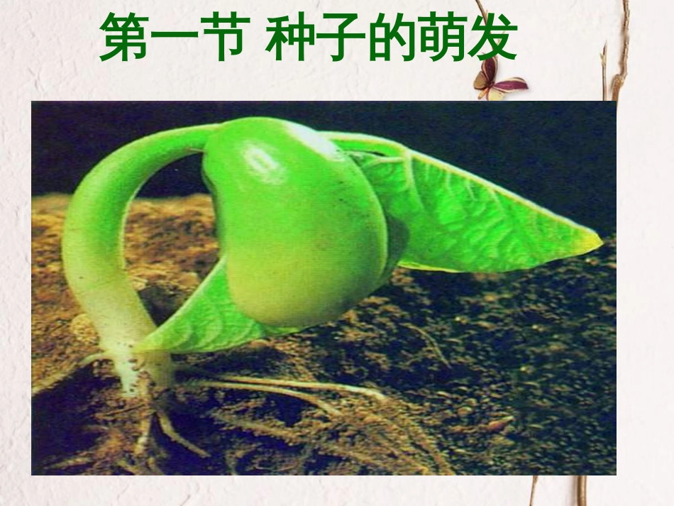 七年级生物上册 2.5.1 植物种子的萌发课件 （新版）苏教版_第3页