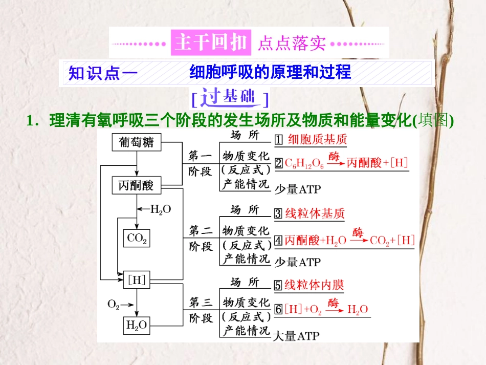 （全国通用）高考生物二轮复习 专题二 代谢 串讲二 细胞呼吸与光合作用 第1课时 基础自查课件_第3页