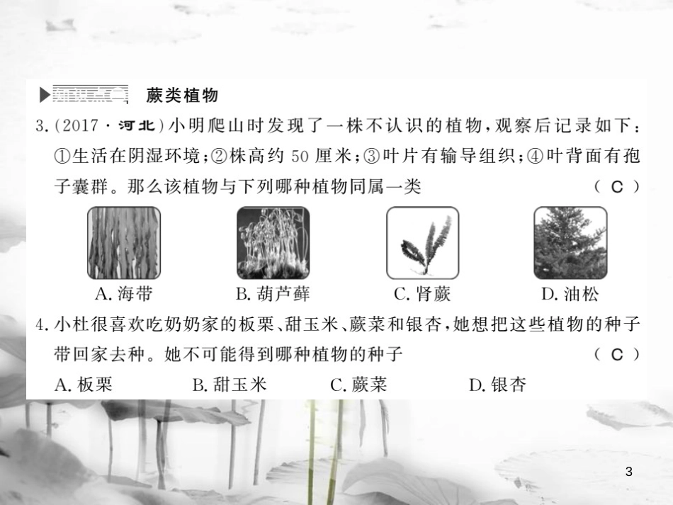 八年级生物下册 22.3 植物的主要类群课件 （新版）北师大版(1)_第3页