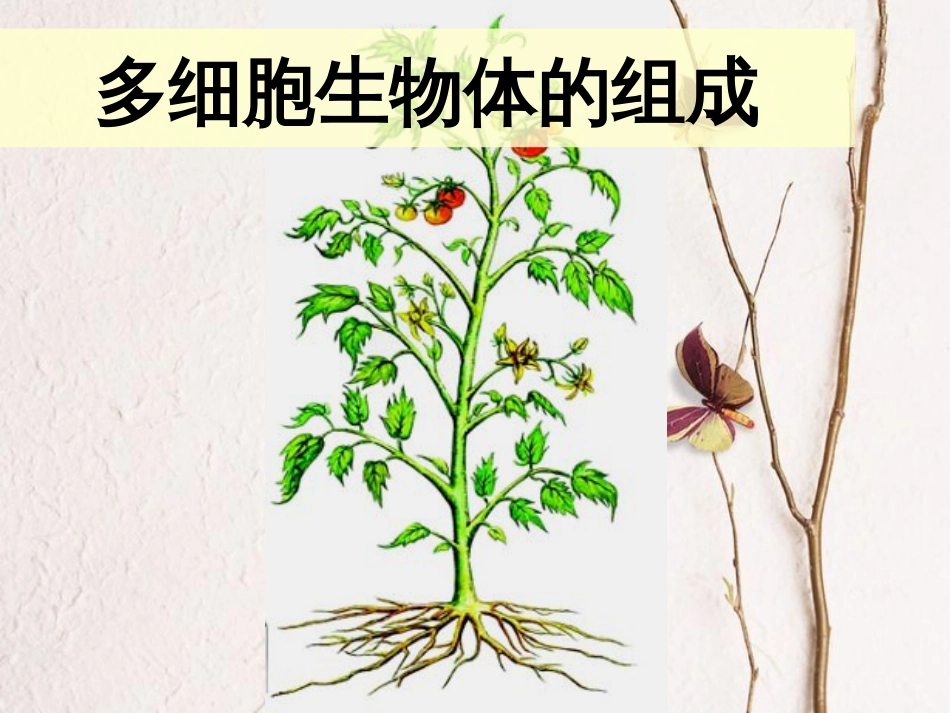 江苏省常州市七年级生物上册 4.2多细胞生物体的组成课件 （新版）苏教版(1)_第1页