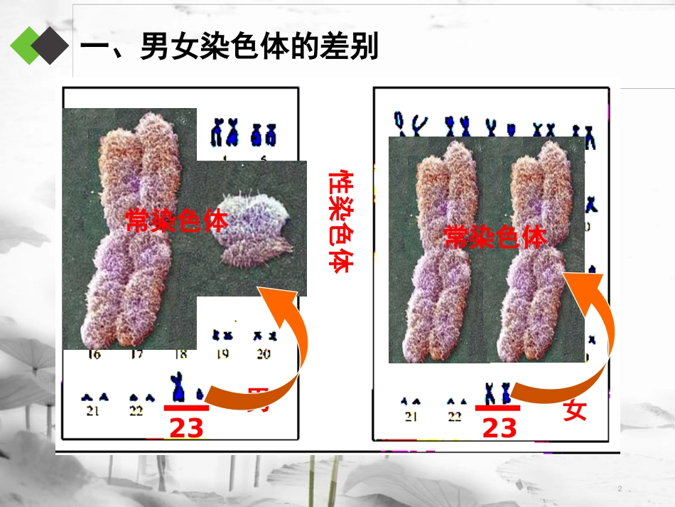 八年级生物下册 7.2.4《人的性别遗传》复习课件 （新版）新人教版_第2页