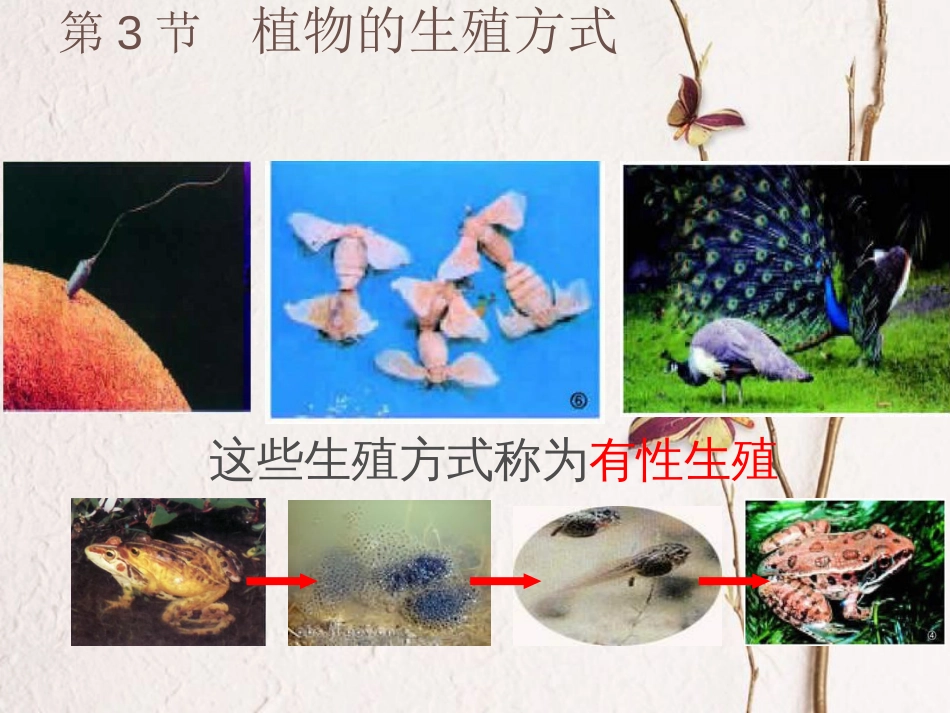 广东省深圳市八年级生物上册 19.3植物的生殖方式课件 （新版）北师大版_第2页