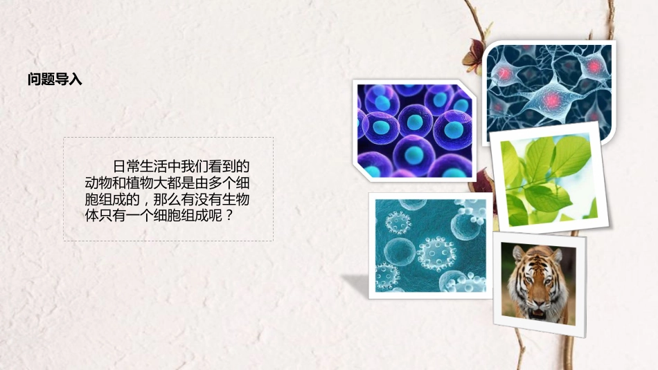 七年级生物上册 第二单元 第二章 第四节《单细胞生物》课件 （新版）新人教版(1)_第2页