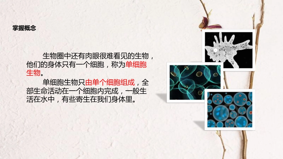 七年级生物上册 第二单元 第二章 第四节《单细胞生物》课件 （新版）新人教版(1)_第3页