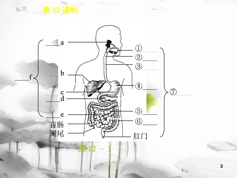 中考生物 第四单元 生物圈中的人 第12课时 消化和吸收课件_第3页