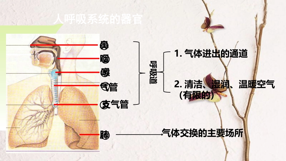 广东中山市七年级生物下册 4.3.2 发生在肺内的气体交换课件1 （新版）新人教版_第1页