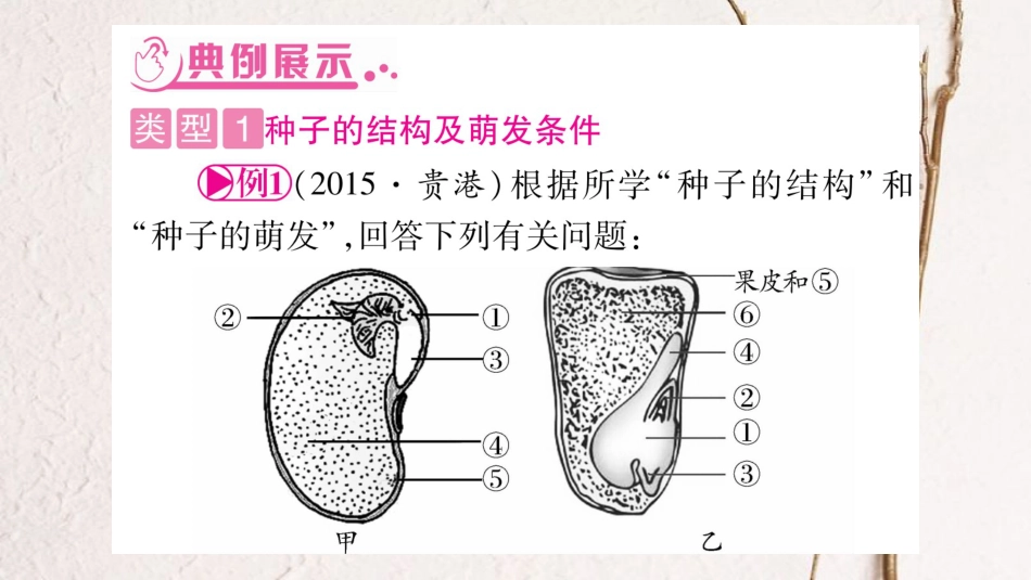 中考生物总复习 知能综合突破 专题2 生物圈中的绿色植物课件 北师大版(1)_第3页