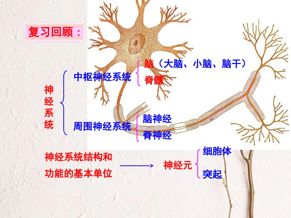 七年级生物下册 第4单元 第6章 第3节 神经调节的基本方式课件 （新版）新人教版_第1页